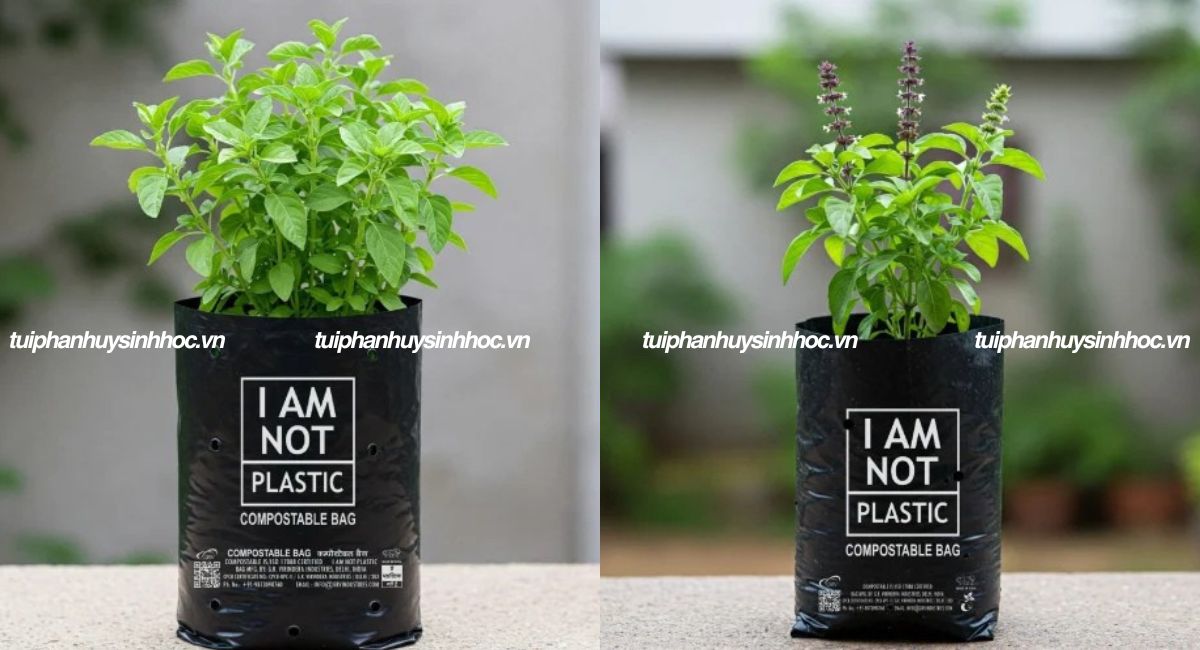 Túi ươm cây tự hủy sinh học