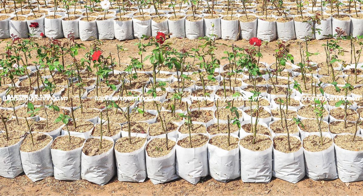 Túi ươm cây tự hủy