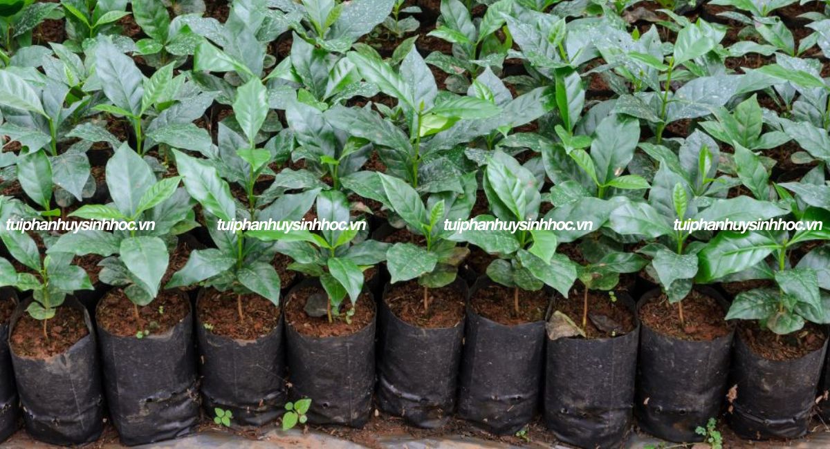 Túi ươm cây tự hủy