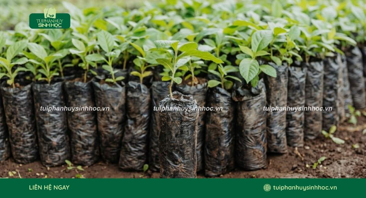 Mẫu túi ươm cây tinh bột chất lượng