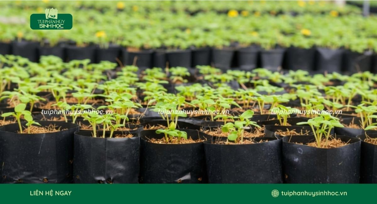 Mẫu túi ươm cây tinh bột đa dạng kinh thước