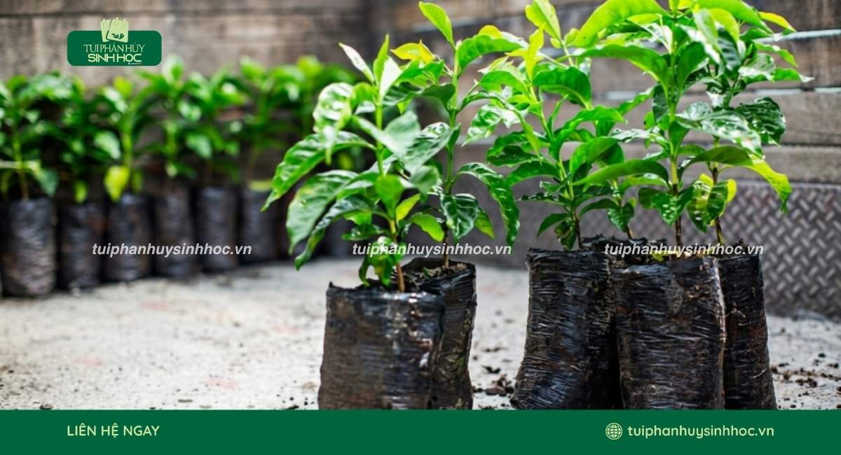 Mẫui túi ươm cây tinh bột giá tốt