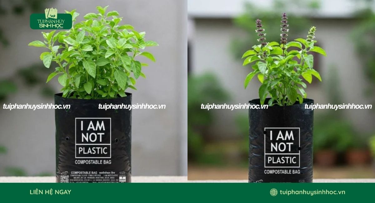 Túi ươm cây tự hủy tiện lợi