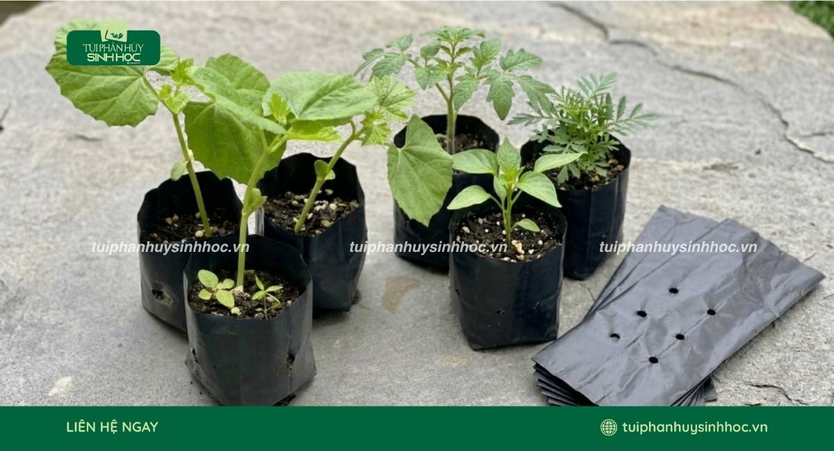 Túi ươm cây tinh bột thân thiện môi trường
