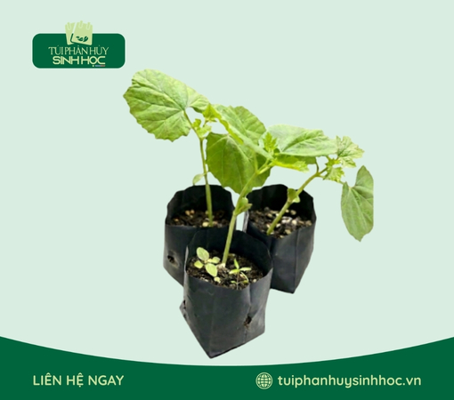 Túi ươm cây tinh bột