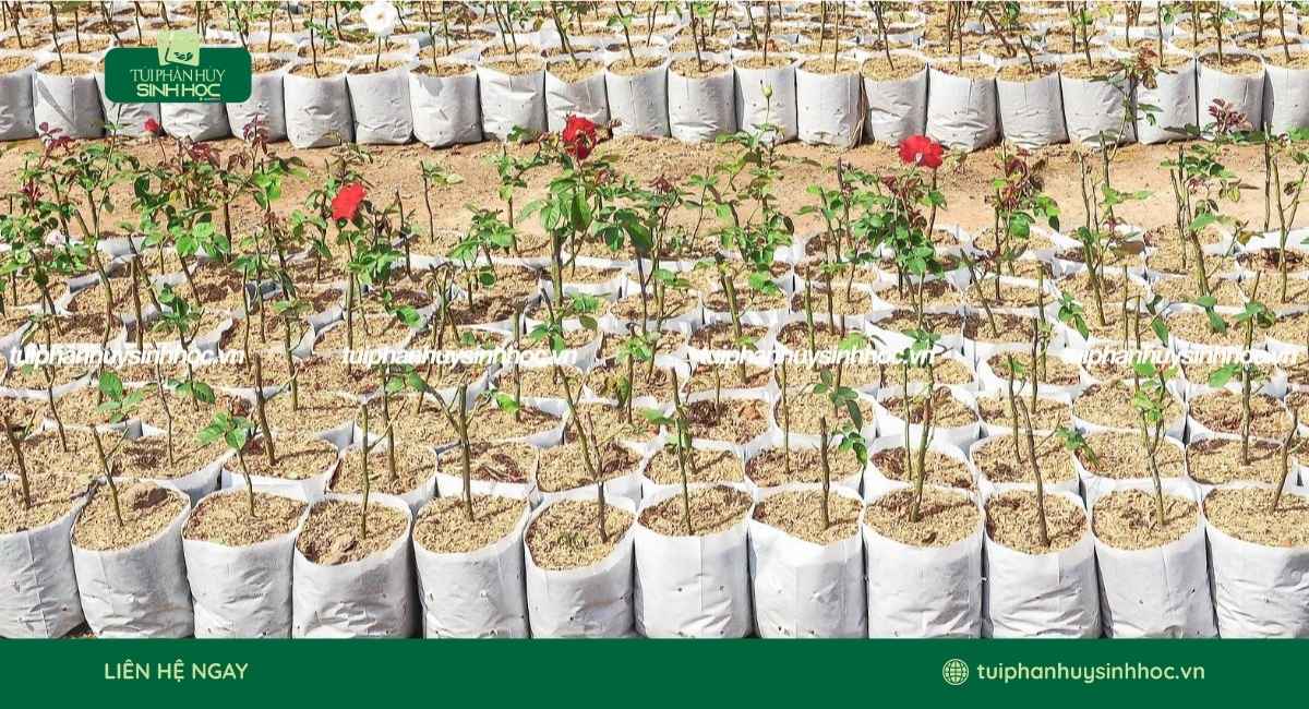 Mẫu túi ươm cây tự hủy giá tốt