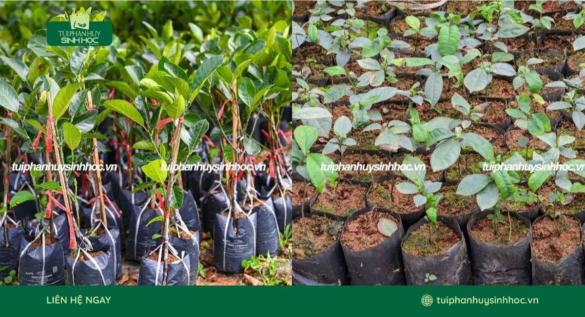 Mẫu túi ươm cây tự hủy theo thiết kế riêng
