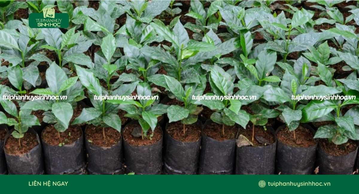 Mẫu túi ươm cây tự hủy theo yêu cầu