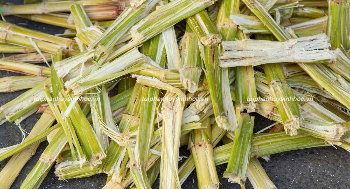 Bã mía là gì? Đặc điểm và ứng dụng trong bao bì thân thiện với môi trường
